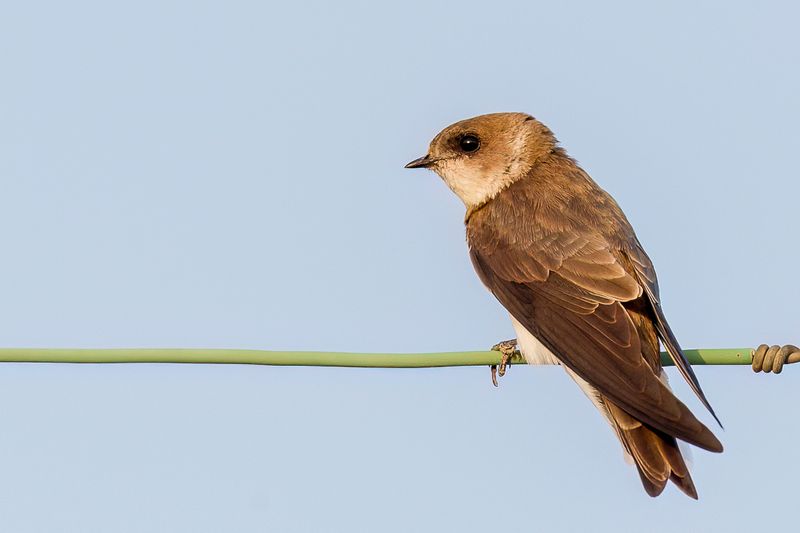 Sand Martin