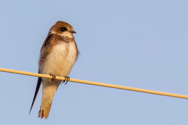 Sand Martin