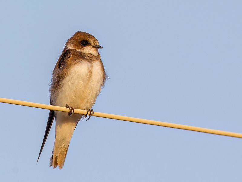 Sand Martin