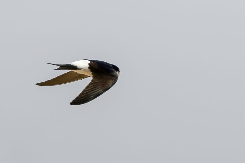 Siberian House Martin