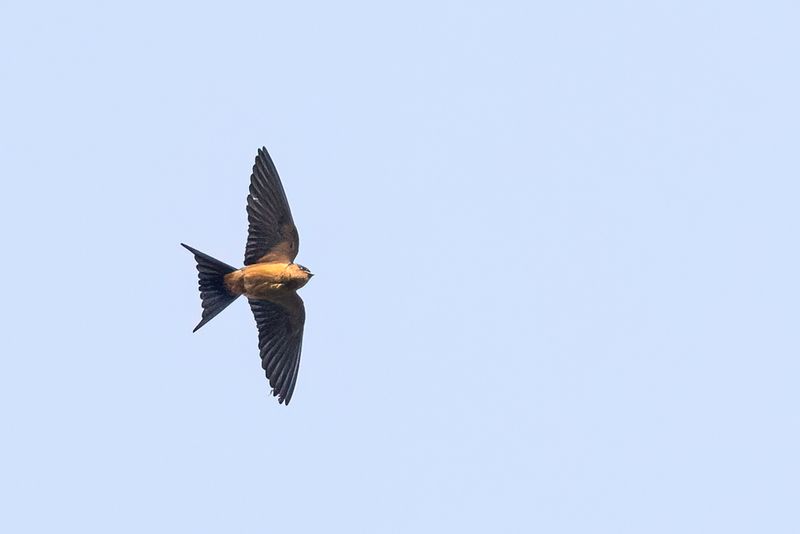 Sri Lanka Swallow