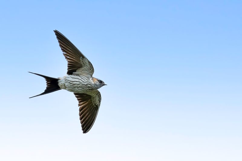 Eastern Red-rumped Swallow