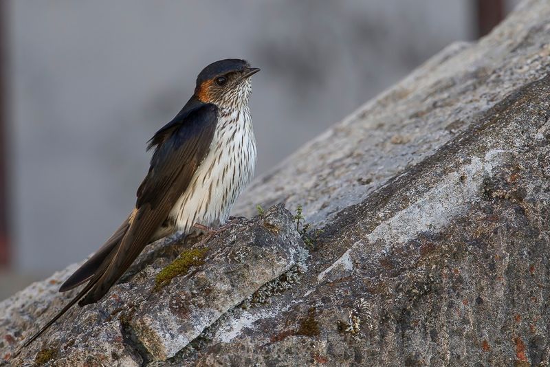 Eastern Red-rumped Swallow