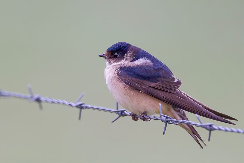 Tree Martin
