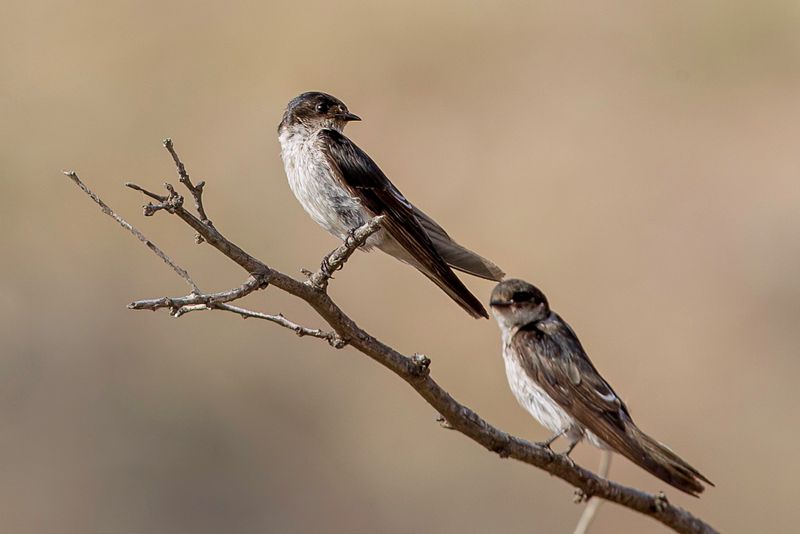 Tumbes Swallow