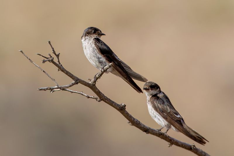 Tumbes Swallow