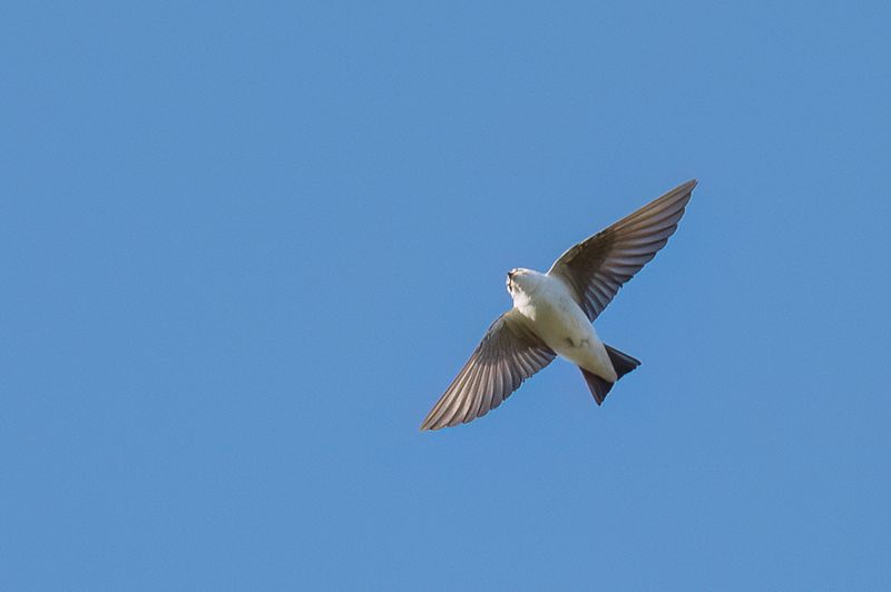 Violet-green Swallow
