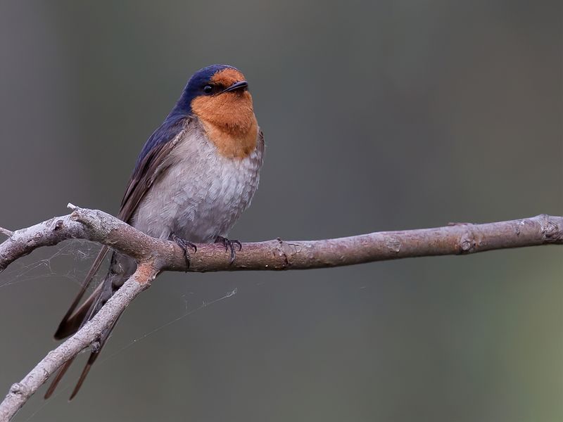Welcome Swallow