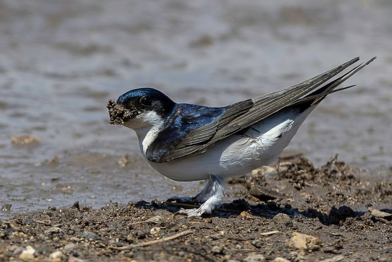 Western House Martin
