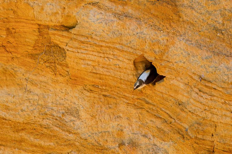 White-backed Swallow
