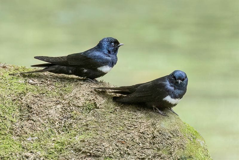 White-banded Swallow