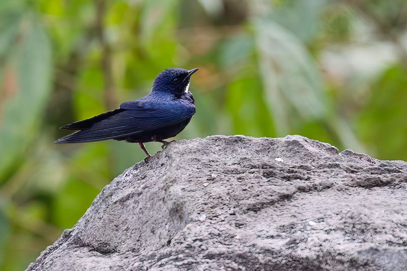 White-bibbed Swallow