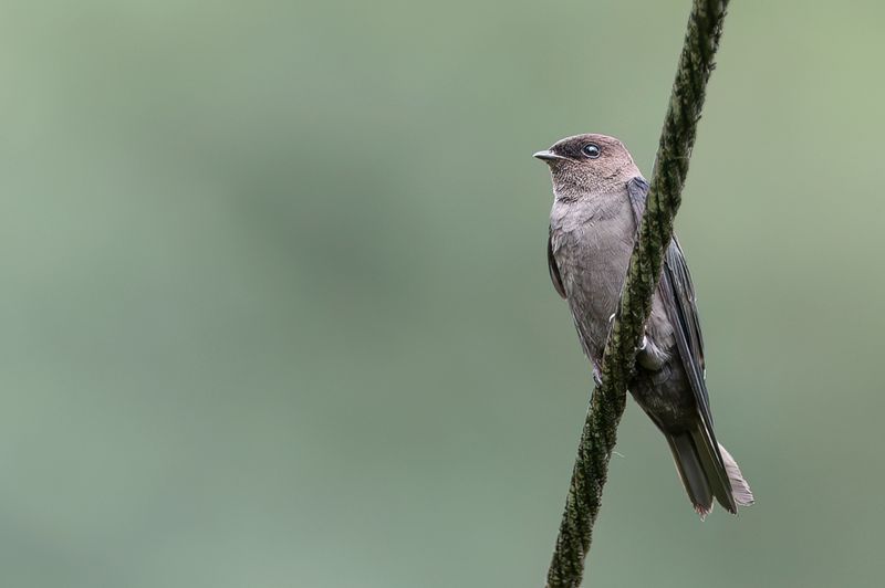 White-thighed Swallow