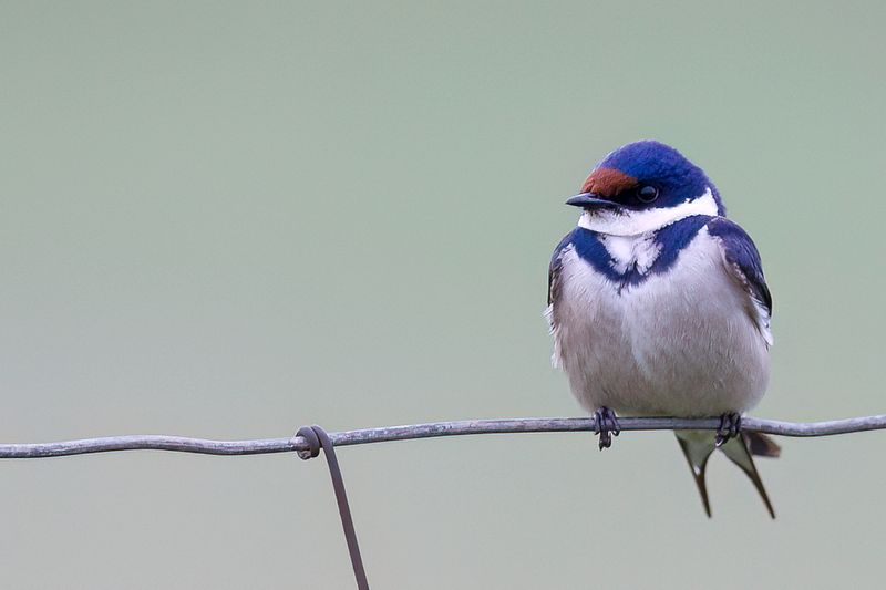 White-throated Swallow