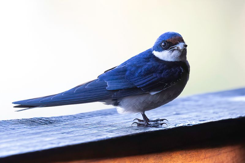 White-throated Swallow