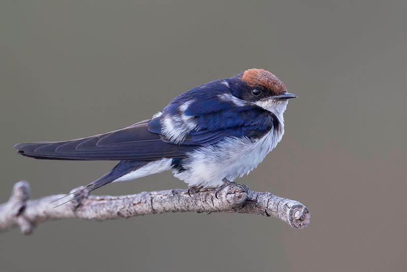 Wire-tailed Swallow