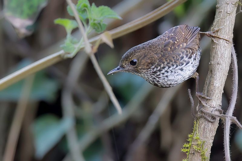 Pygmy Cupwing