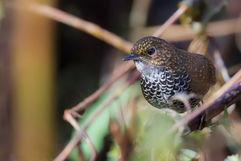 Scaly-breasted Cupwing