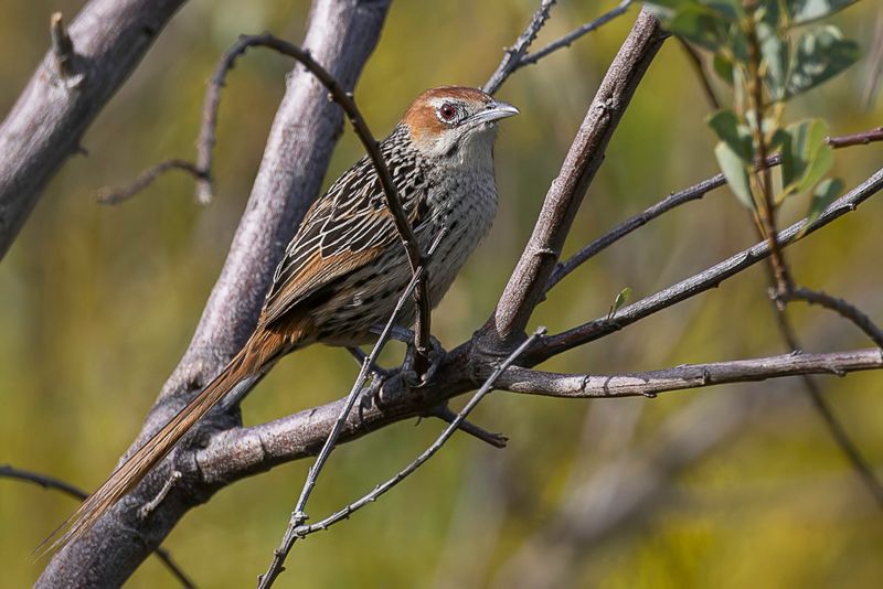 Cape Grassbird