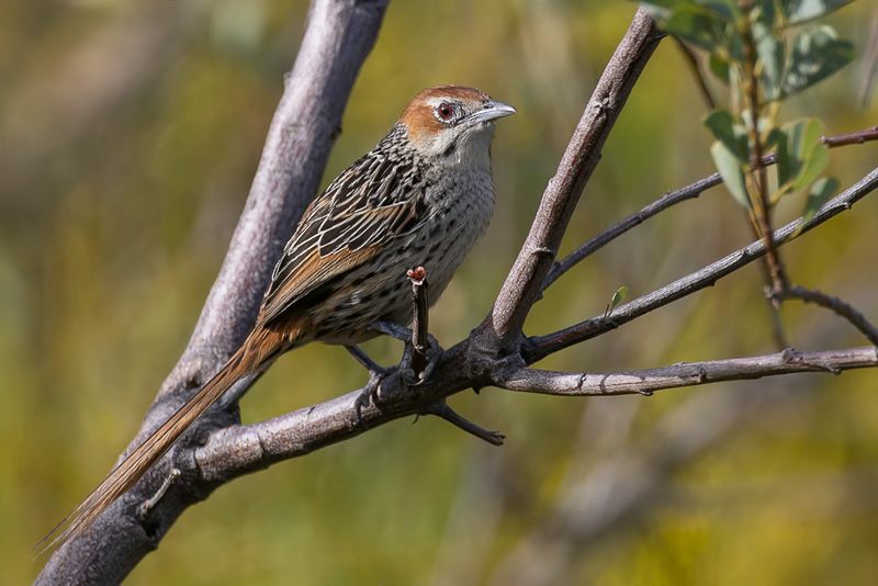 Cape Grassbird
