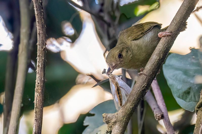 Grey Longbill