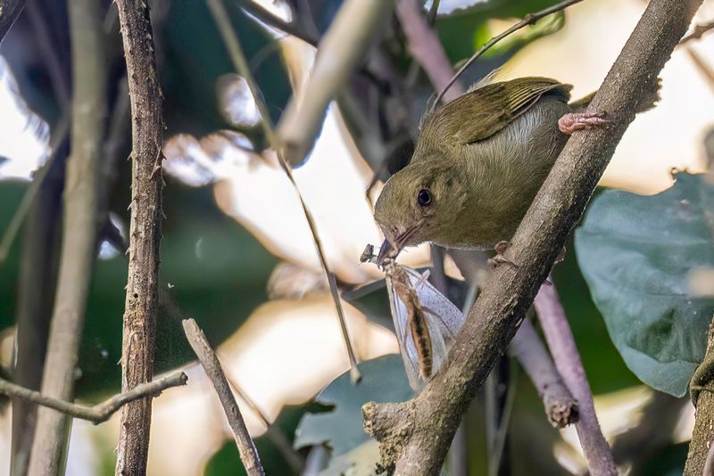 Grey Longbill