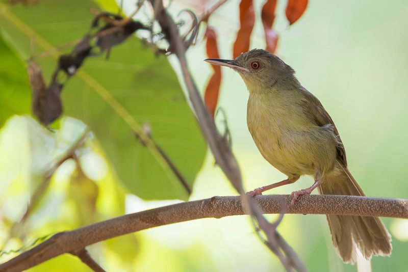 Kretschmer's Longbill