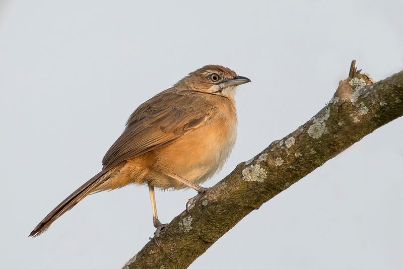 Moustached Grass Warbler
