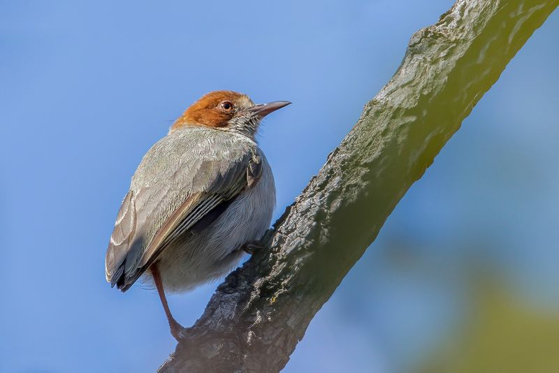 Red-capped Crombec