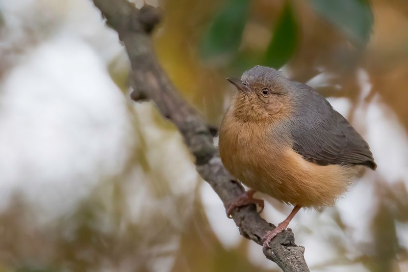 Red-faced Crombec