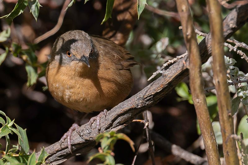 Victorin's Warbler