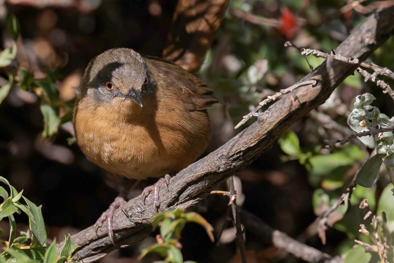 Victorin's Warbler