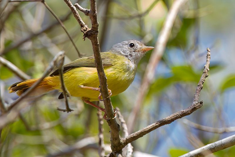 193 Erythrocercidae - Yellow Flycatchers