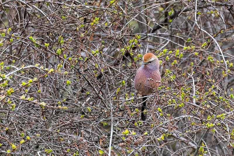 192 Aegithalidae - Tit-warblers, Bushtits, and Long-tailed Tit