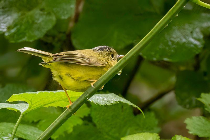 Alstrm's Warbler