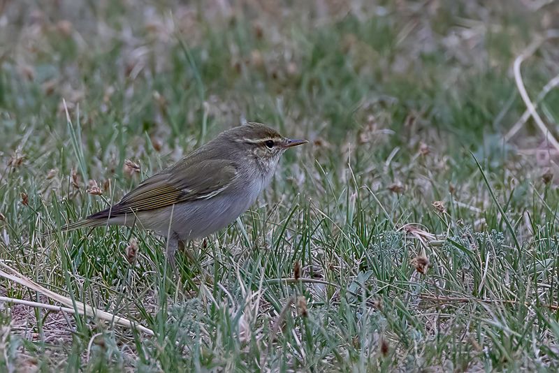 Arctic Warbler