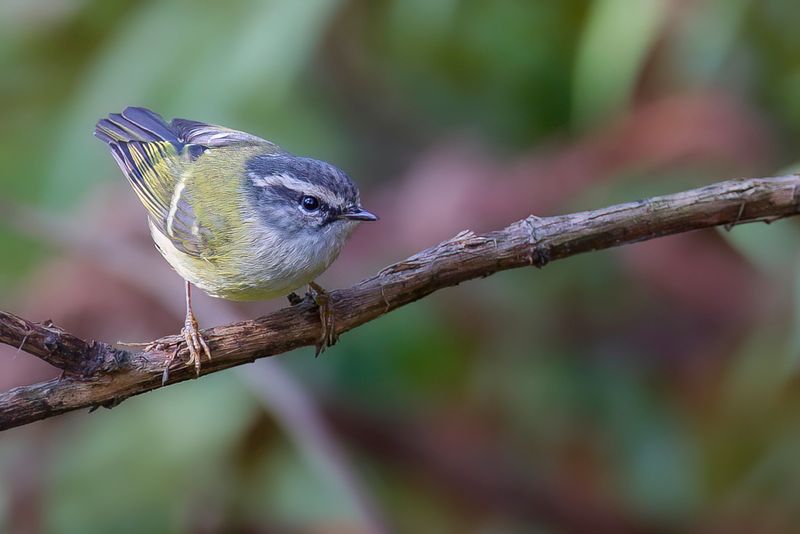 Ashy-throated Warbler