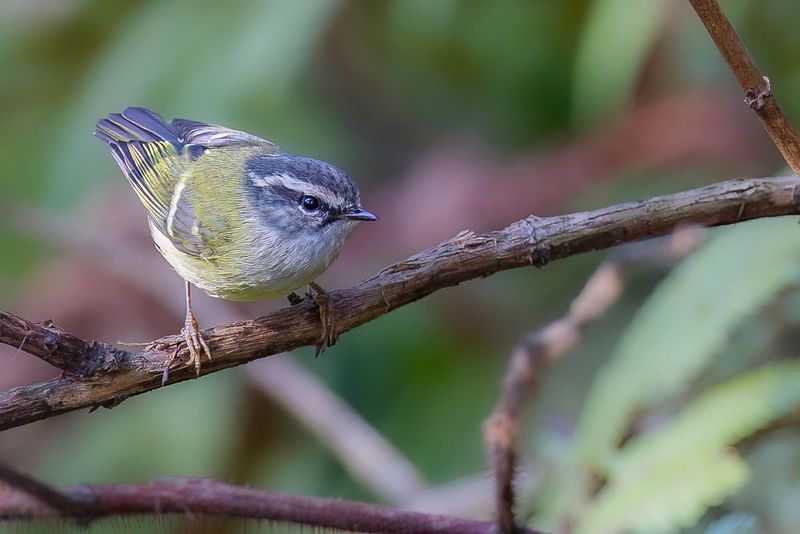 Ashy-throated Warbler