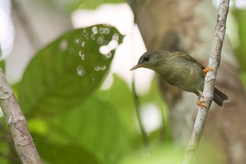 Biak Leaf Warbler