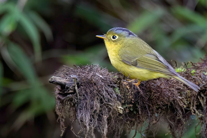Bianchi's Warbler