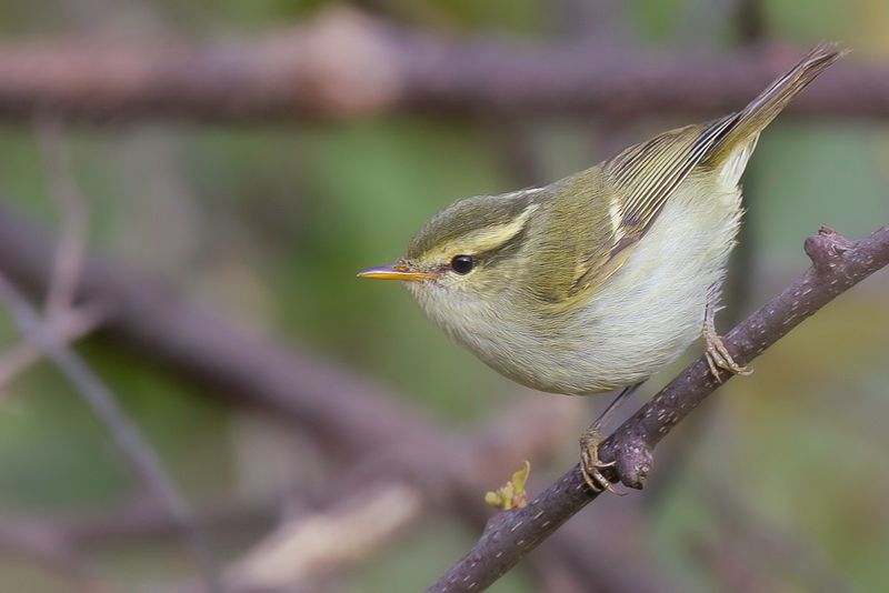 Blyth's Leaf  Warbler