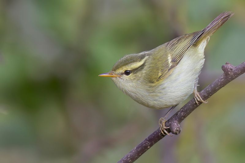 Blyth's Leaf  Warbler