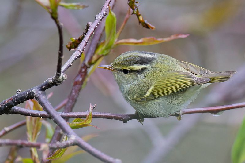 Blyth's Leaf Warbler