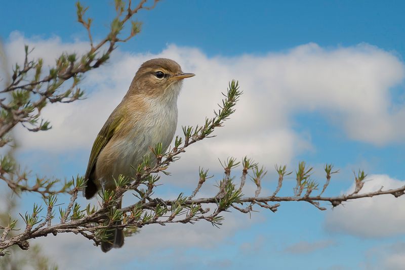 Brown Woodland Warbler