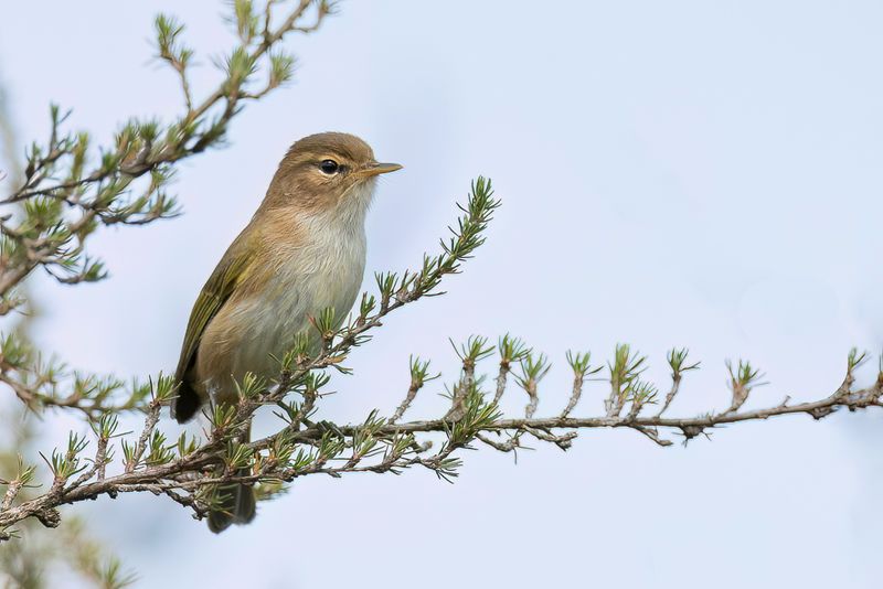 Brown Woodland Warbler