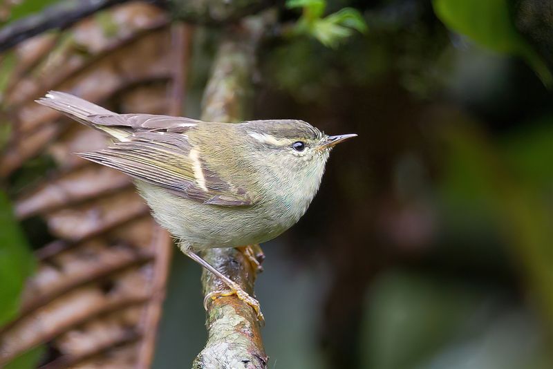 Buff-barred Warbler