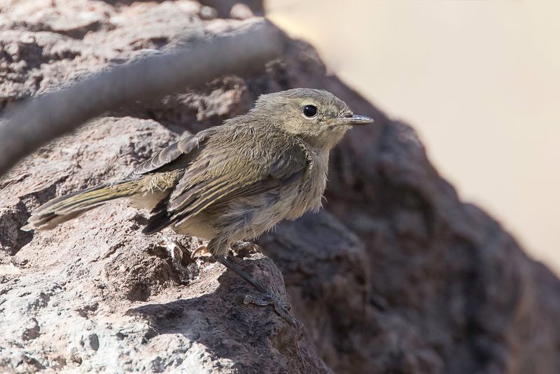 Canary Islands Chiffchaff