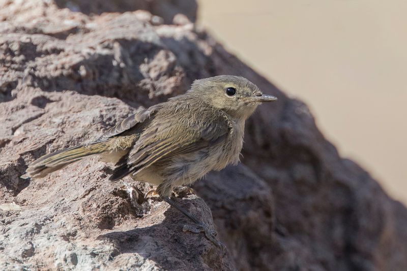Canary Islands Chiffchaff