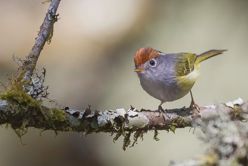 Chestnut-crowned Warbler