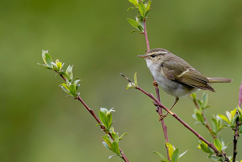 Chinese Leaf Warbler